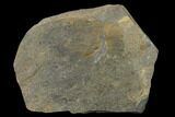 Ogygiocarella Trilobite Fossil - Wales, Great Britain #135539-1